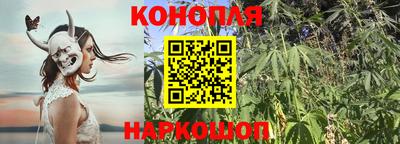 прущие грибы Новозыбков
